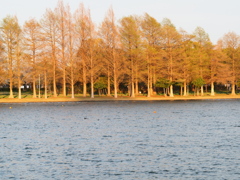 水元公園の桜7