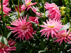 両神山麓花の郷ダリア園8