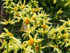 両神山麓花の郷ダリア園57
