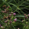 向島百花園25
