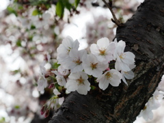 新川千本桜8