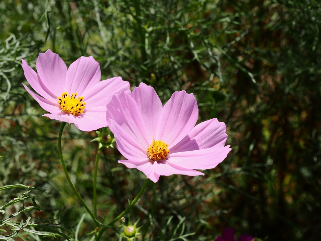 江戸川松戸フラワーライン1