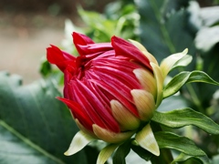 両神山麓花の郷ダリア園1