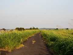 利根川沿岸6
