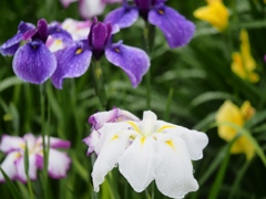 小岩菖蒲園の花菖蒲8