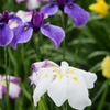 小岩菖蒲園の花菖蒲8