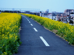 江戸川の土手3