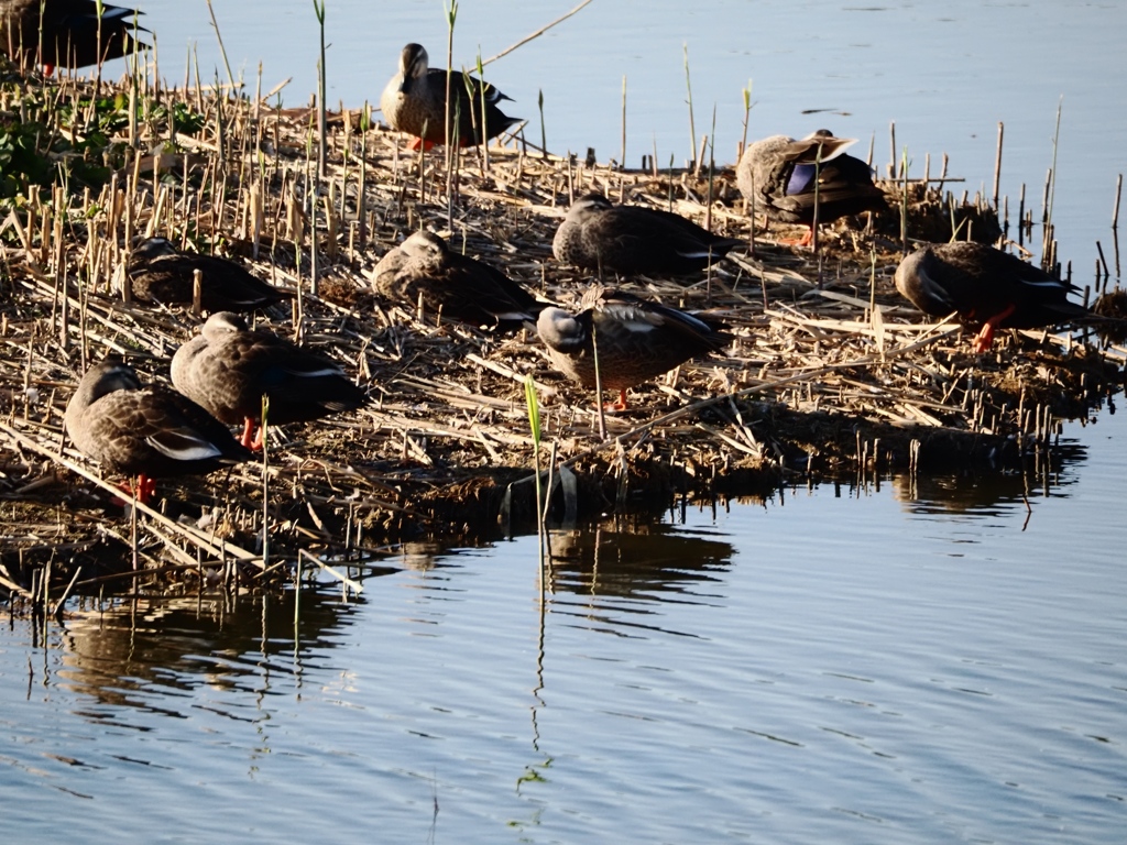 葛西臨海公園10