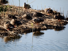 葛西臨海公園10