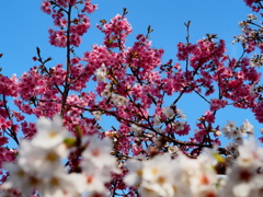 小貝川の桜14