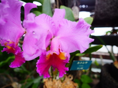 熱帯植物園9