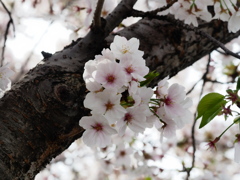 新川千本桜9