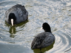 水元公園の鳥11
