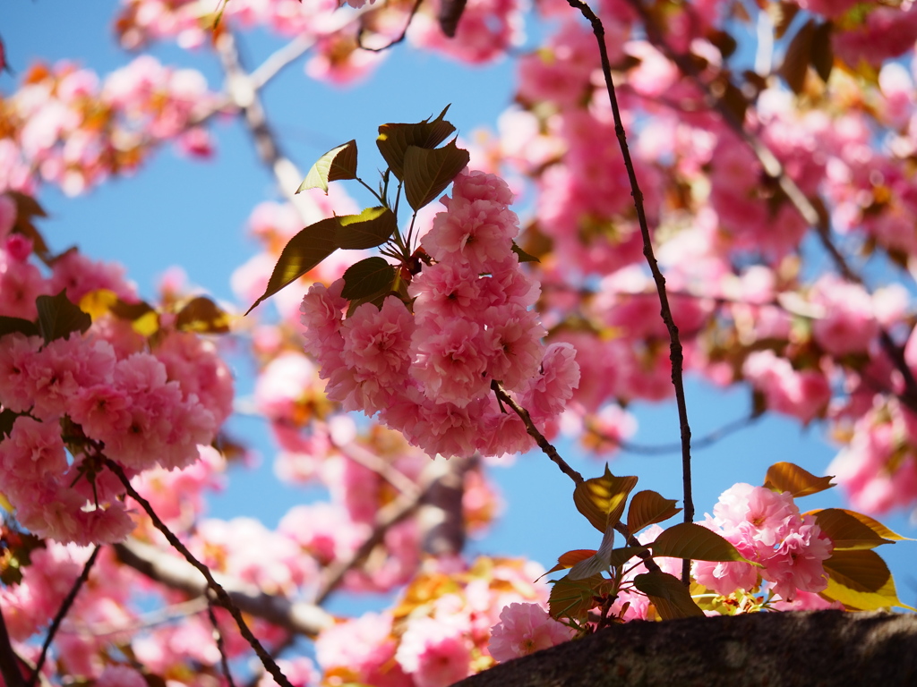 向島百花園5