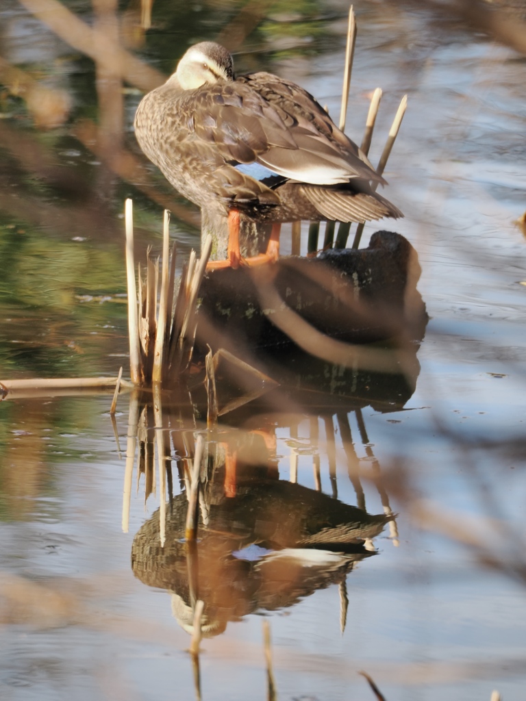 水元公園の鳥18