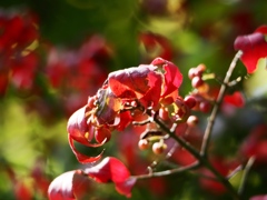 水元公園シン望遠12