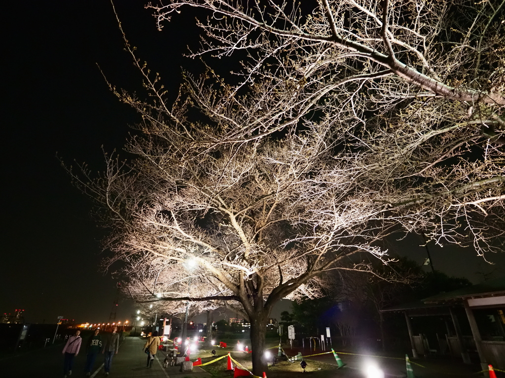 3月の江戸川6