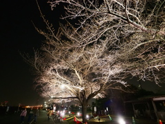 3月の江戸川6
