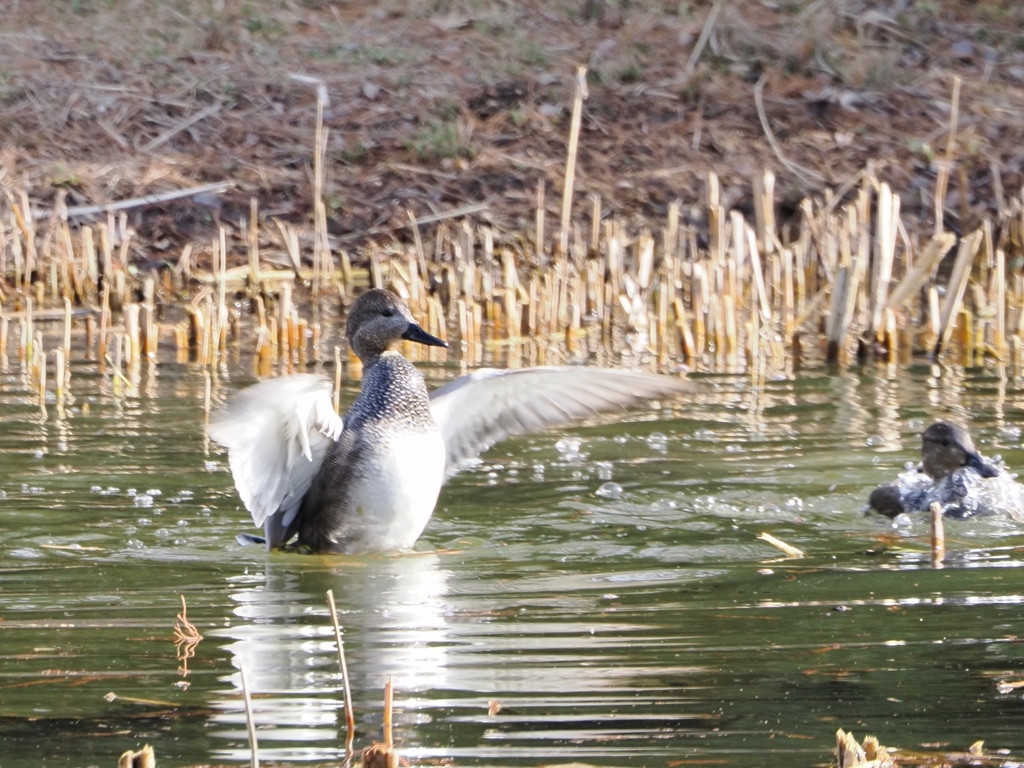 水元公園の鳥13