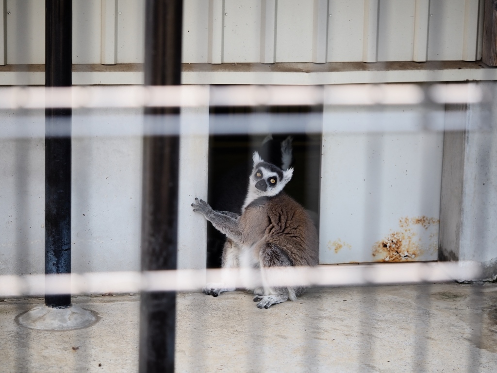市川動植物園18
