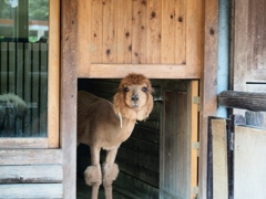 市川動植物園6