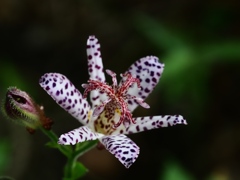 向島百花園18