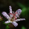 向島百花園18