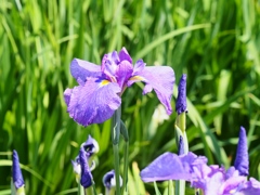 堀切菖蒲園の花菖蒲11