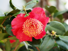 3月の江戸川1