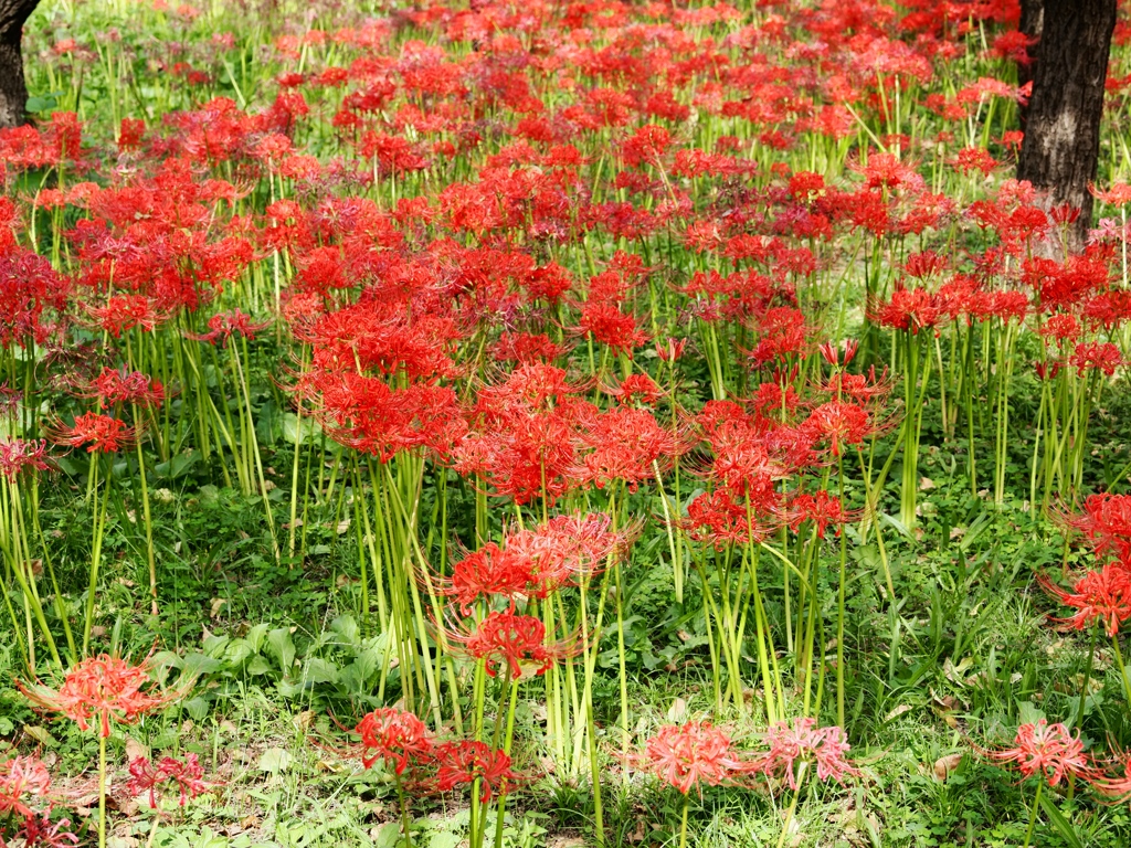 府中郷土の森公園22