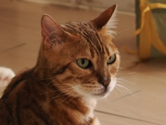 猫まるカフェ7