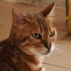 猫まるカフェ7