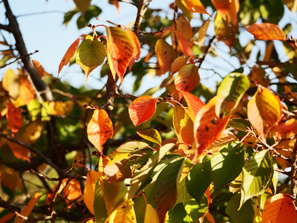 葛西臨海公園13