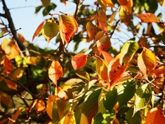 葛西臨海公園13