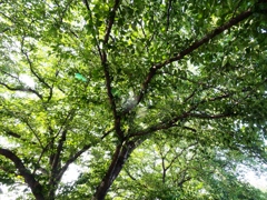小貝川と常総の野10