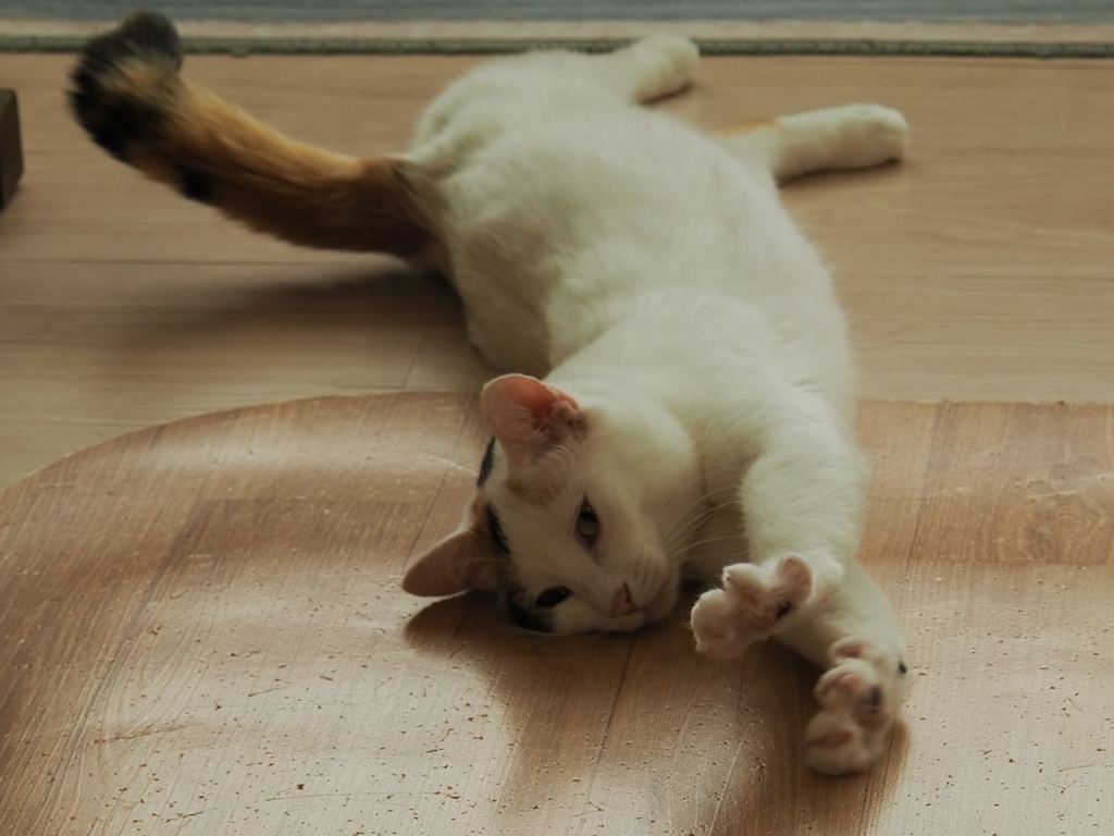 猫まるカフェ24 by 葛飾シトロン （ID：13100031） - 写真共有