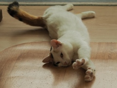 猫まるカフェ24