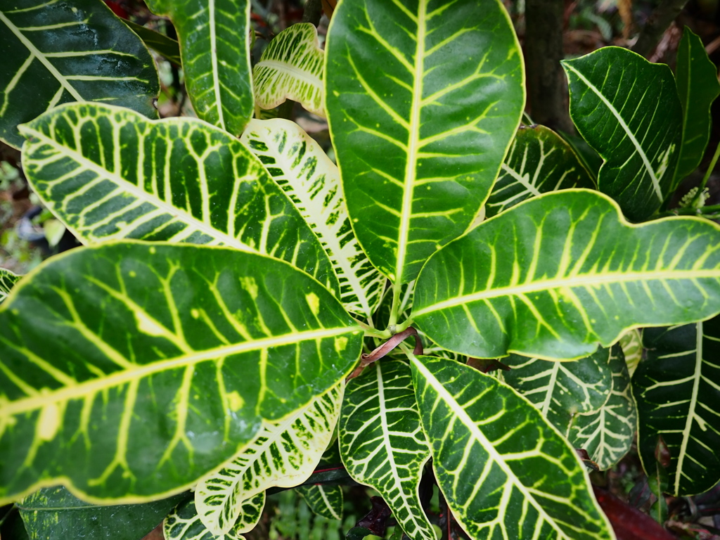 熱帯植物園18