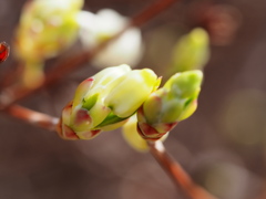 小貝川の桜11