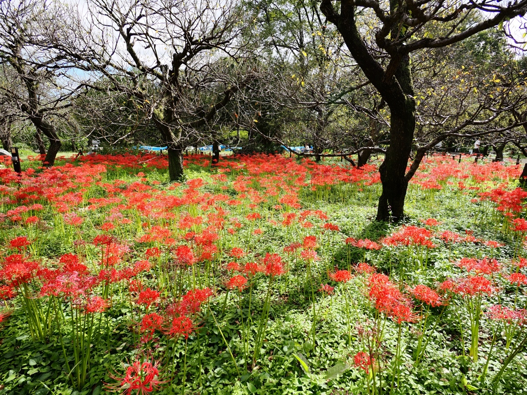 府中郷土の森公園7