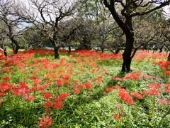 府中郷土の森公園7