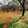 府中郷土の森公園7