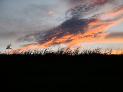 江戸川の夕暮れ1