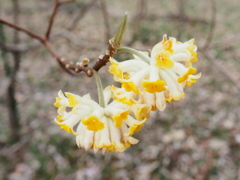 国営武蔵丘陵森林公園16