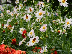 両神山麓花の郷ダリア園62