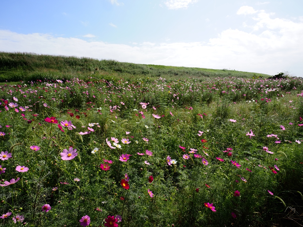 江戸川松戸フラワーライン3