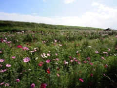 江戸川松戸フラワーライン3