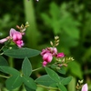 向島百花園5