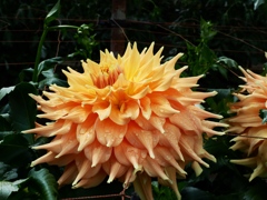 両神山麓花の郷ダリア園2