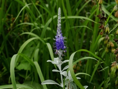 向島百花園34